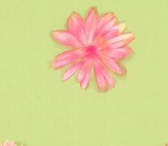 Pink Daisy  Wallpaper KG8753