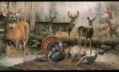 Wildlife in the Outdoors Wallpaper Border