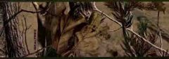Real Tree AP Wallpaper Border - York