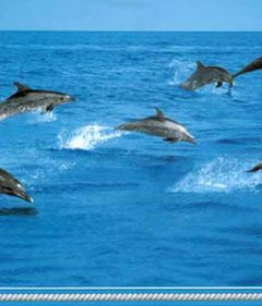 Swimming Dolphin Wallpaper Border