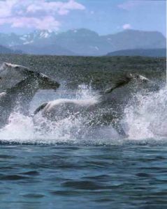 Blue Wild Horse In River Wall Paper Border