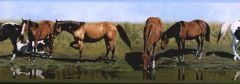 Horses Drinking From the River Wallpaper Border