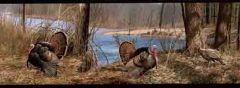 Turkeys Toms and Hens Fall Wallpaper Border
