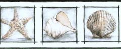 Seashell Framed Wallpaper Border