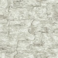 Lake Forest Birch Bark Wallpaper
