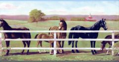 Childrens Horse Wallpaper Border