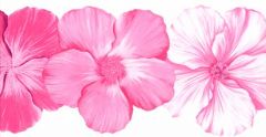 Pink Pansies Wallpaper Border