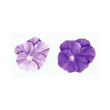 Pansy Wallies