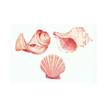 Seashell Wallies