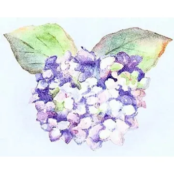 Hydrangea Wallies