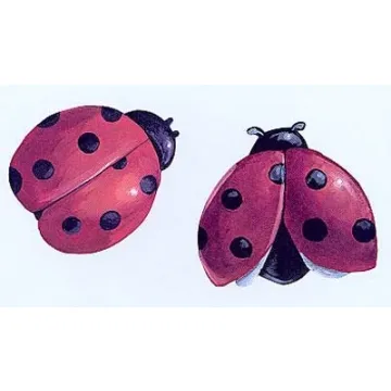 Ladybug Wallies