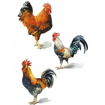 Painted Rooster Wallies