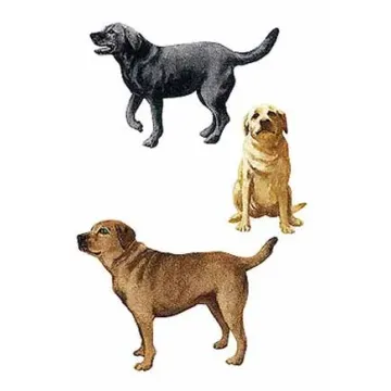 A Mans Best Friend Wallies