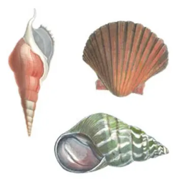 Anna Griffin Seashells Wallies