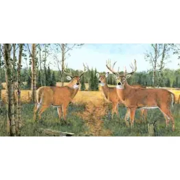 Springtime Buck and Doe Wallpaper Border