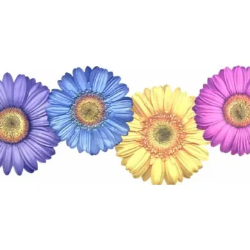 Bright Gerber Daisy Wallpaper Border