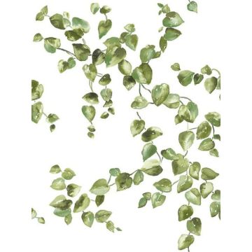 Creeping Fig Vine Green Wallpaper