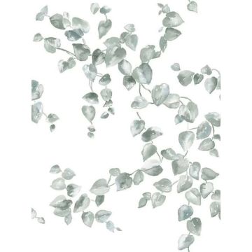 Creeping Fig Vine Sage Wallpaper