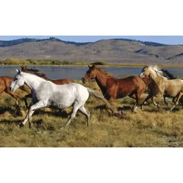 Wild Horses Wallpaper Mural