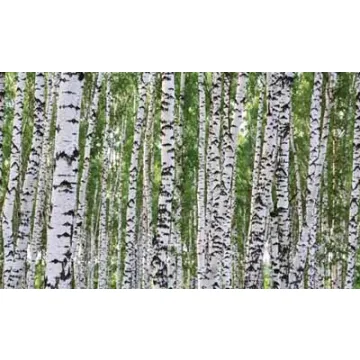 Birch Tree Wall Paper Mural