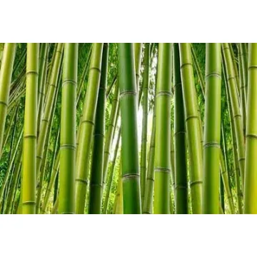 Bamboo Tree Wall Paper Mural
