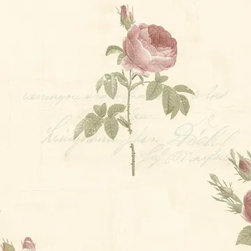 CG28861 Script Rose Wallpaper Pink, Beige, Cream, Green Garden 2 Norwall Wallcovering