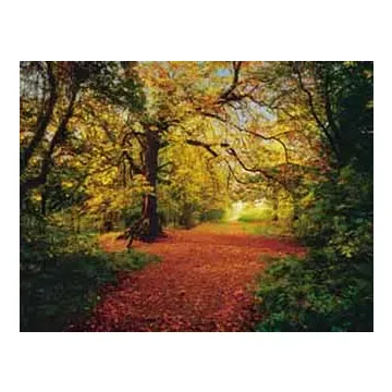 Autumn Forest Poster Mural- only 1
