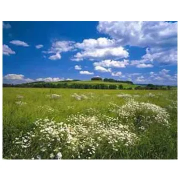 Meadow Mural- only 1