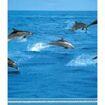 Swimming Dolphin Wallpaper Border