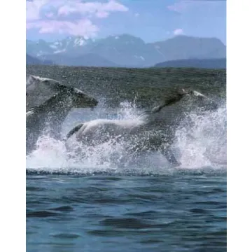 Blue Wild Horse In River Wall Paper Border